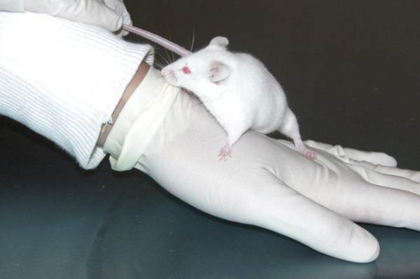 Congress Introduces Bills to Defund Wuhan Animal Lab