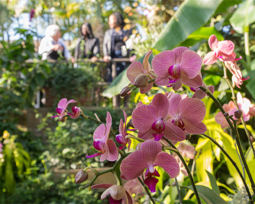 5 Things to do in the North Shore: February 10