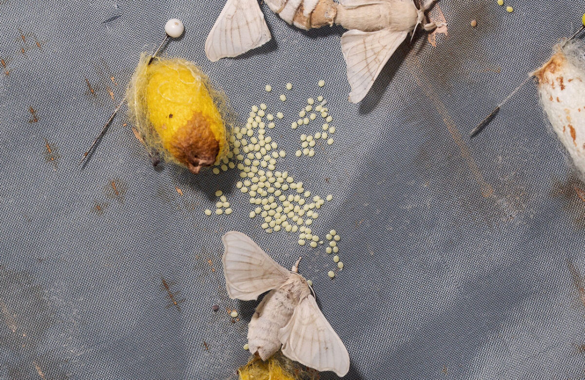 Who knew that silk, that precious fabric which drove ancient cross-continental trade, could be found in the Philippines?