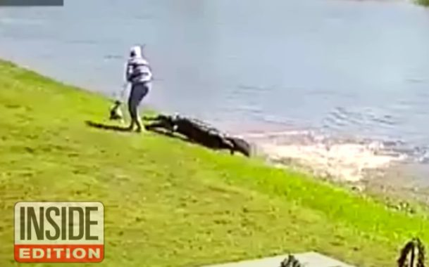 FL: Video Shows Horrifying Moments Before Woman is Dragged Into Lake by 10ft Alligator and Killed [VIDEO]