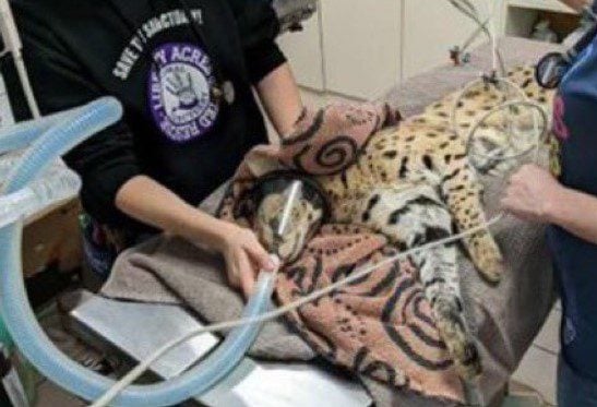 Wild Big Cat Found In Cincinnati Tested Positive For Cocaine