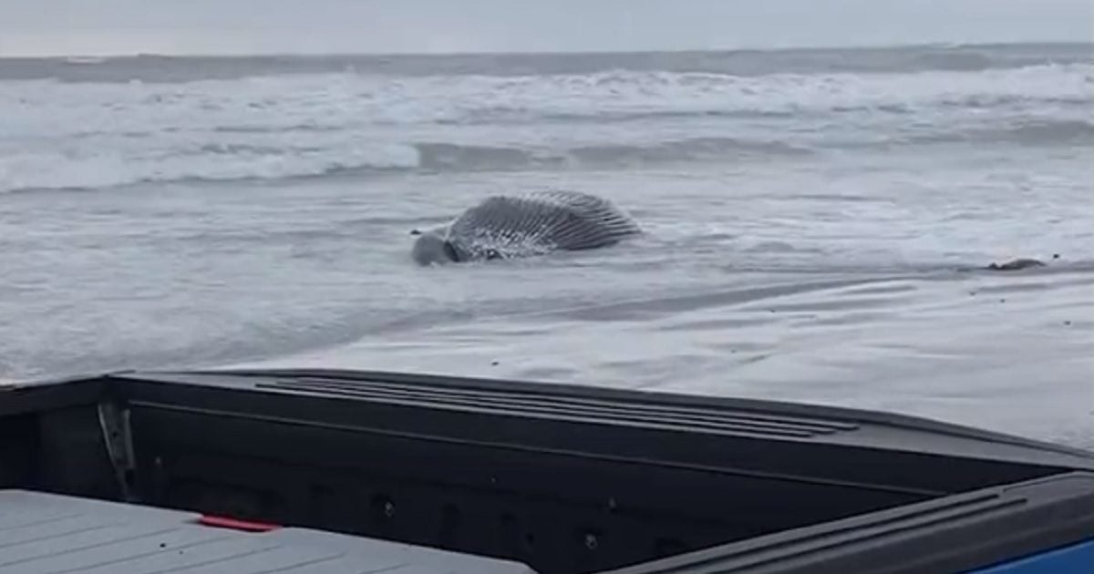 Spate of Whale Strandings Near Offshore Wind Projects Becoming Impossible to Ignore – But Feds Still Deny Link