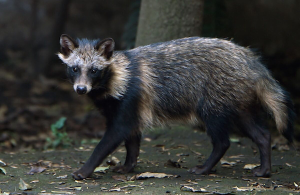 Not a Joke: “New Evidence” that Was Actually Obtained in Early 2020 Suggests “Raccoon Dogs” Responsible for COVID-19