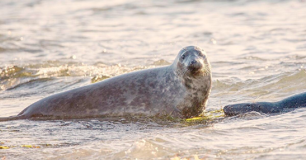 UNEXPECTED PREDATORS: In the UK, Killer Gray Seals Are Increasingly Killing Dolphins (VIDEOS)